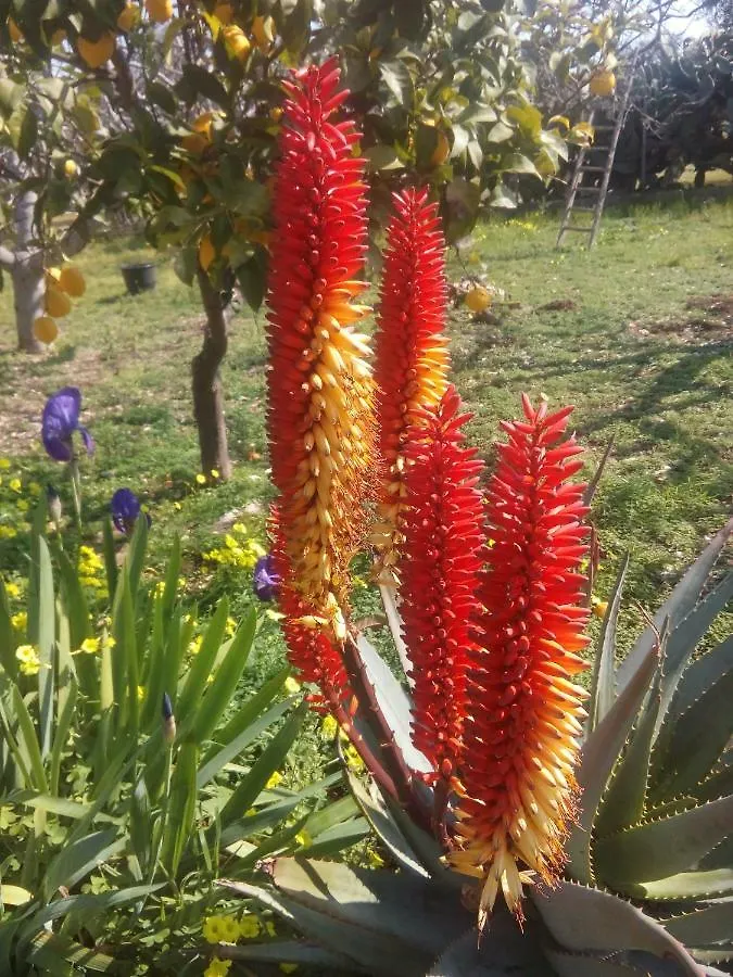 Holiday home Secret Garden Villa Giovinazzo